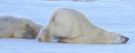 Click image for larger version

Name:	polar-bear-slide.gif
Views:	272
Size:	499.1 KB
ID:	346529