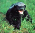 Honey Badger's Avatar