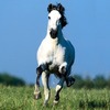 Caballo Blanco's Avatar